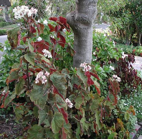 B. ‘Chocolate Soldier’